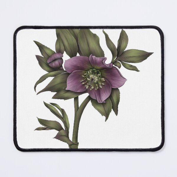 Item preview, Lenten Rose - Helleborus orientalis designed and sold by TasiaZenzura.