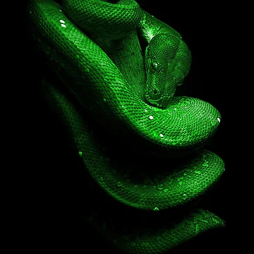 Artwork thumbnail, Green Tree Python Reptile Keeper by JRRTs