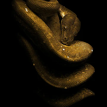 Artwork thumbnail, Green Tree Python Reptile Keeper by JRRTs