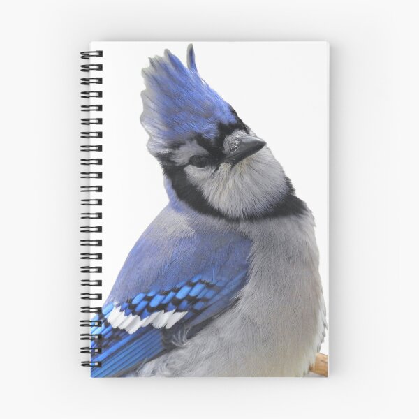 Item preview, Blue jay portrait designed and sold by sarah11918.
