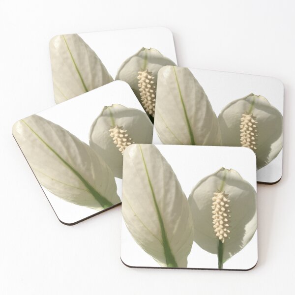 Item preview, Peace Lily has white bracts. It resembles a heart shape wrapped in a tubular inflorescence with light yellow florets surrounding it. It is a tree that can purify the air very well designed and sold by pipikijung.