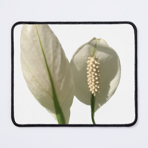 Item preview, Peace Lily has white bracts. It resembles a heart shape wrapped in a tubular inflorescence with light yellow florets surrounding it. It is a tree that can purify the air very well designed and sold by pipikijung.