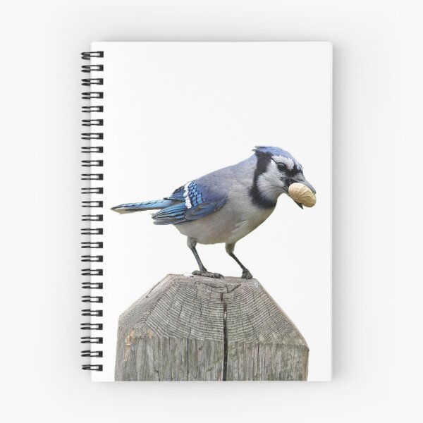 Item preview, Blue jay with a peanut designed and sold by sarah11918.