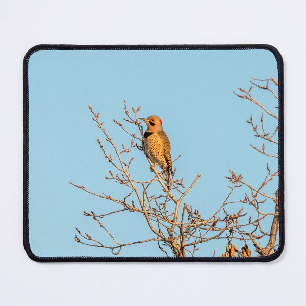Item preview, Northern Flicker In The Treetop designed and sold by Debra Martz.