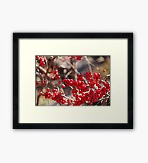 Holly Framed Print