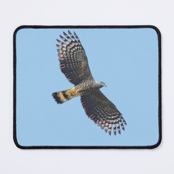 Item preview, Hook-billed Kite Flying Color Design designed and sold by designsasstultd.