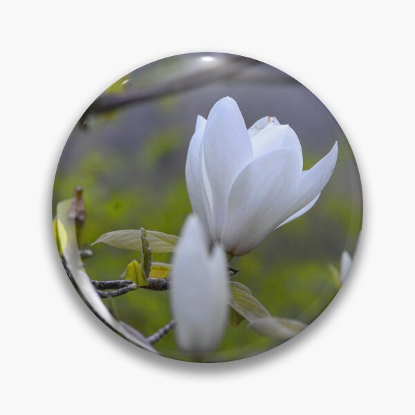 Item preview, UK. England. London. St James's Park. Blooming Magnolia. designed and sold by vadim19.