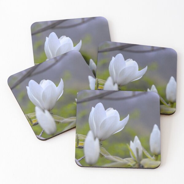 Item preview, UK. England. London. St James's Park. Blooming Magnolia. designed and sold by vadim19.