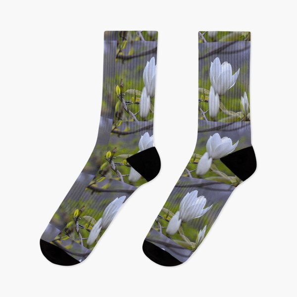 Item preview, UK. England. London. St James's Park. Blooming Magnolia. designed and sold by vadim19.