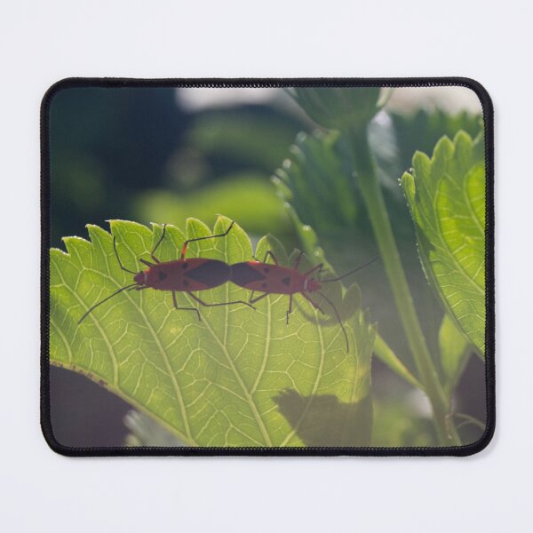 Item preview, Dysdercus cingulatus designed and sold by ROSE ANN BANILAR.