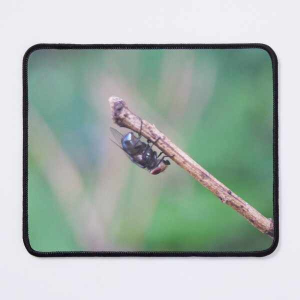 Item preview, Housefly designed and sold by ROSE ANN BANILAR.