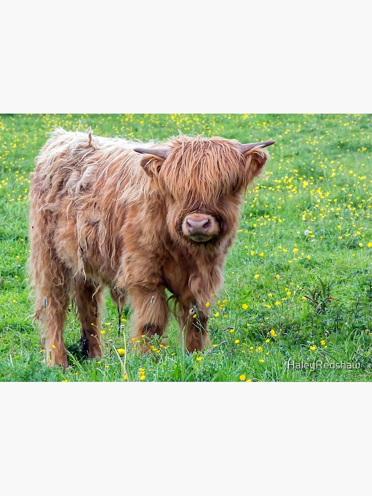 Scottish Highland baby cow Wrapping Paper by Haley Redshaw