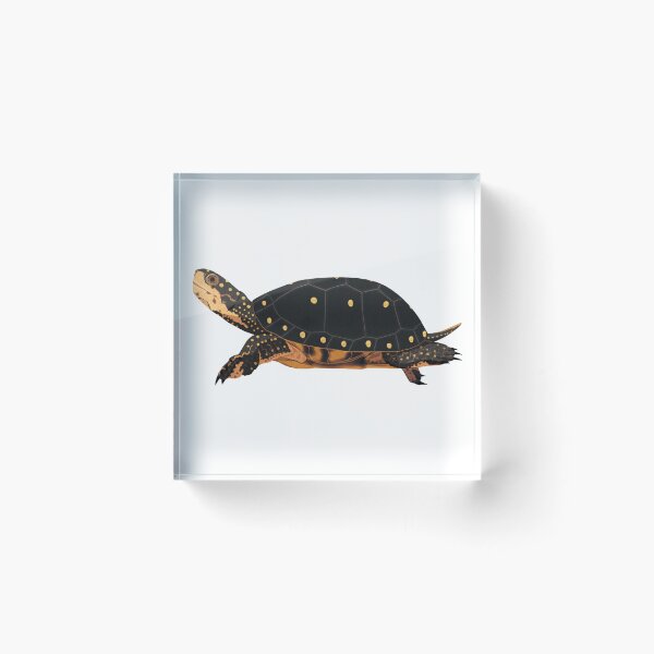 Item preview, Spotted Turtle designed and sold by Rie-TortoTurtle.