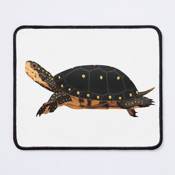 Item preview, Spotted Turtle designed and sold by Rie-TortoTurtle.