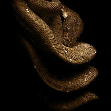 Artwork thumbnail, Green Tree Python Reptile Keeper by JRRTs