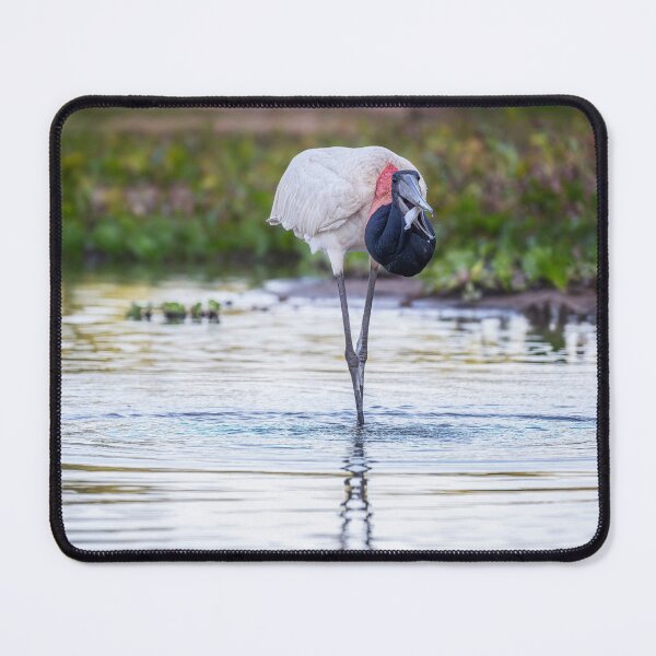 Item preview, Jabiru Stork Catches a Fish Pantanal Brazil designed and sold by PhotoArt by Joan Carroll.