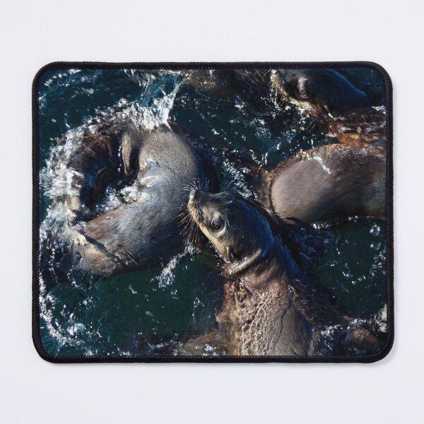 Item preview, Australian Fur Seals, Phillip Island designed and sold by Mathew Reed.