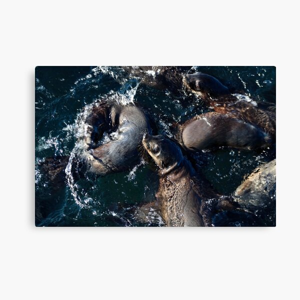 Item preview, Australian Fur Seals, Phillip Island designed and sold by Mathew Reed.