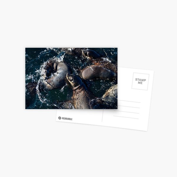 Item preview, Australian Fur Seals, Phillip Island designed and sold by Mathew Reed.