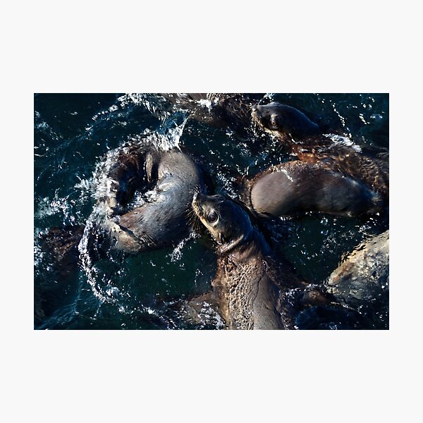 Item preview, Australian Fur Seals, Phillip Island designed and sold by Mathew Reed.