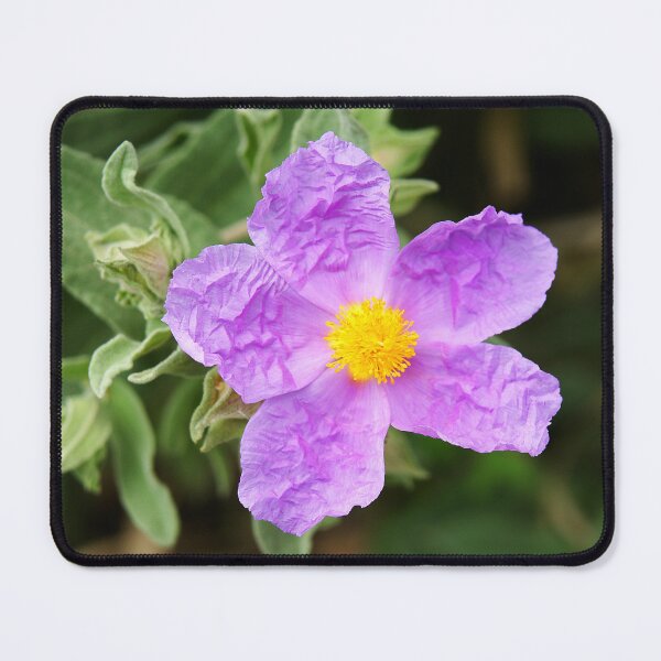 Item preview, Cistus albidus flower or lilac flower designed and sold by manoloshoping.