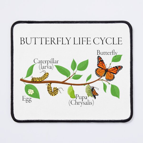 Item preview, Butterfly Life Cycle – Gift for Natural Sciences and Nature Enthusiasts designed and sold by ScienceCorner.
