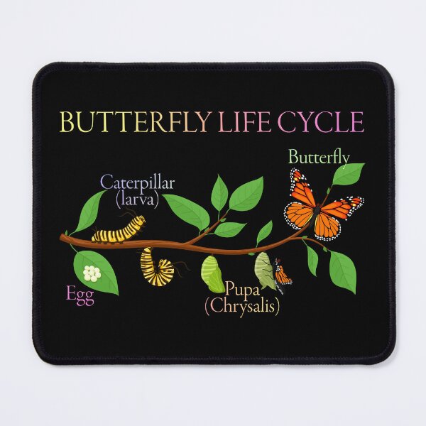 Item preview, Butterfly Life Cycle – Gift for Natural Sciences and Nature Enthusiasts designed and sold by ScienceCorner.