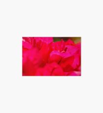 Pink bougainvilleas Art Board
