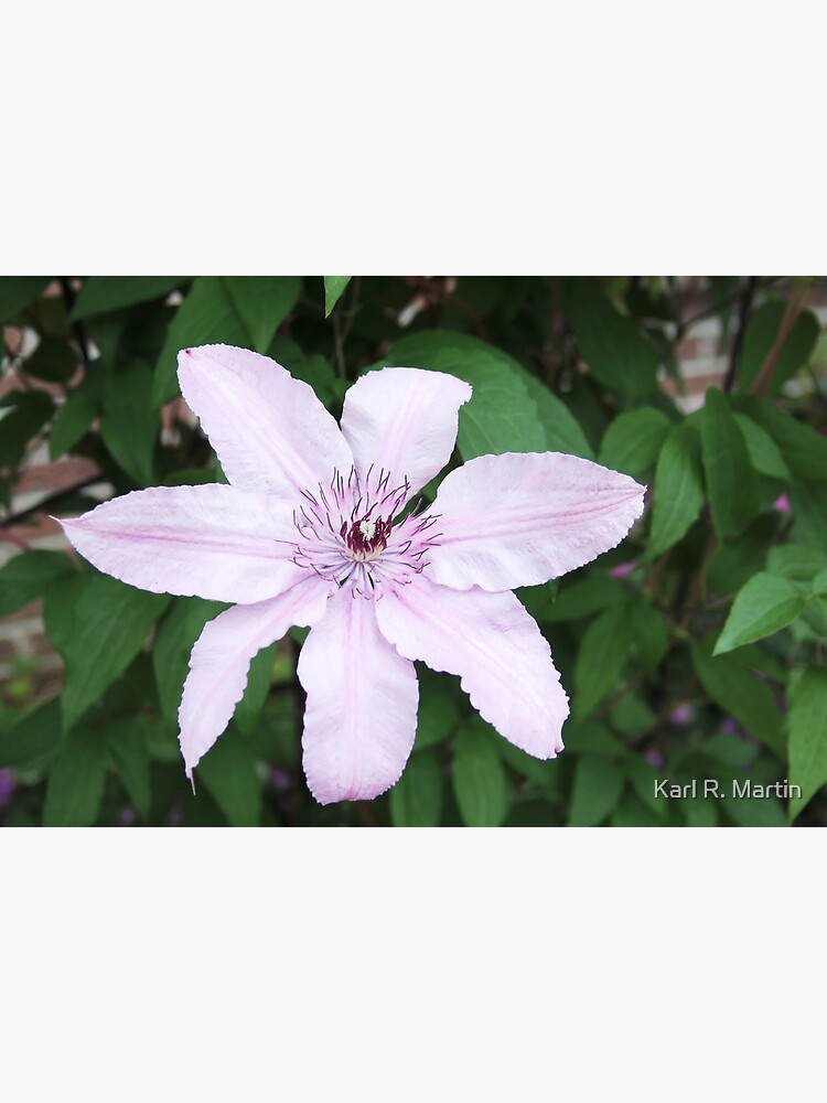 Clematis by SirEagle