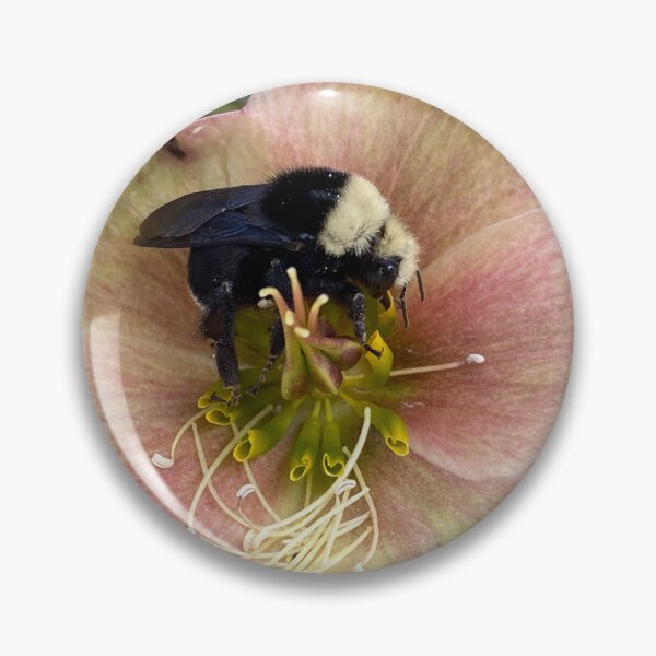 Artikelvorschau, Hummel sitzt auf Christrose entworfen und verkauft von MostSplendid.