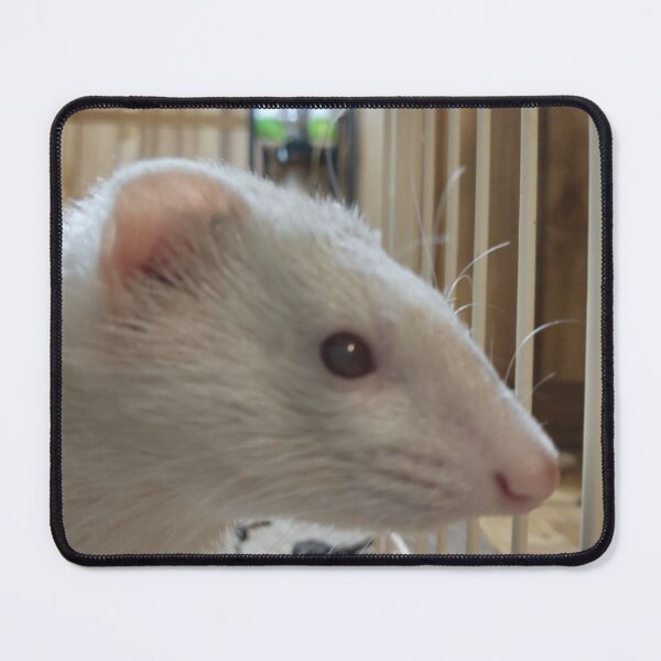 Item preview, White ferret portrait designed and sold by Susan Ward.