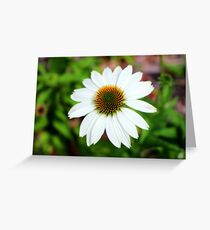 White Coneflower Greeting Card