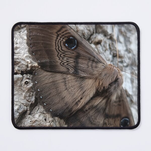 Item preview, Southern Moon Moth designed and sold by Jimbo McCoy.