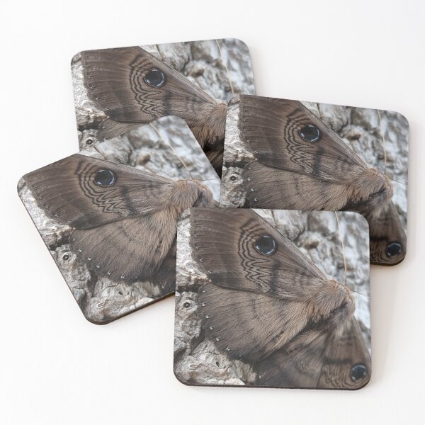 Item preview, Southern Moon Moth designed and sold by Jimbo McCoy.