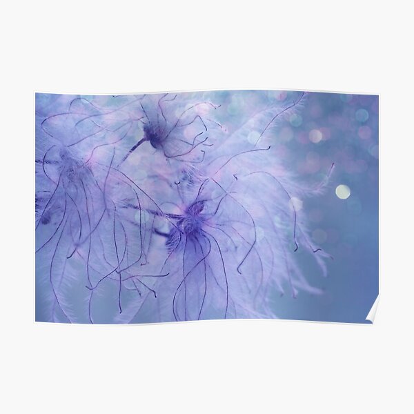 Clematis Sparkle Poster