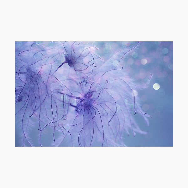 Clematis Sparkle Photographic Print