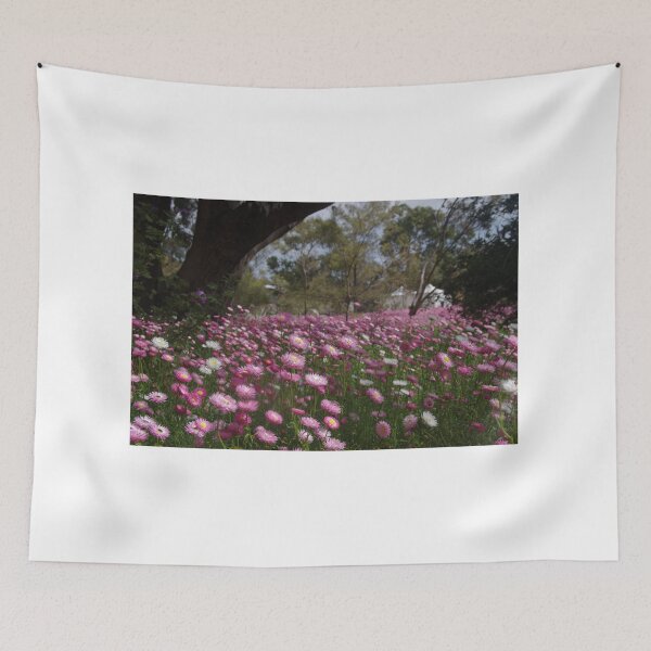 Item preview, Rhodanthe chlorocephala (Everlastings) designed and sold by lezvee.
