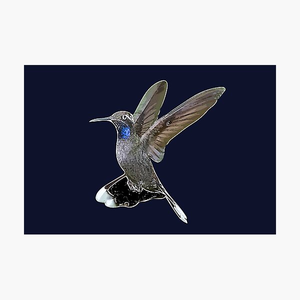 Item preview, Blue-throated Mountain-gem Hummingbird White Alternate Design  designed and sold by designsasstultd.