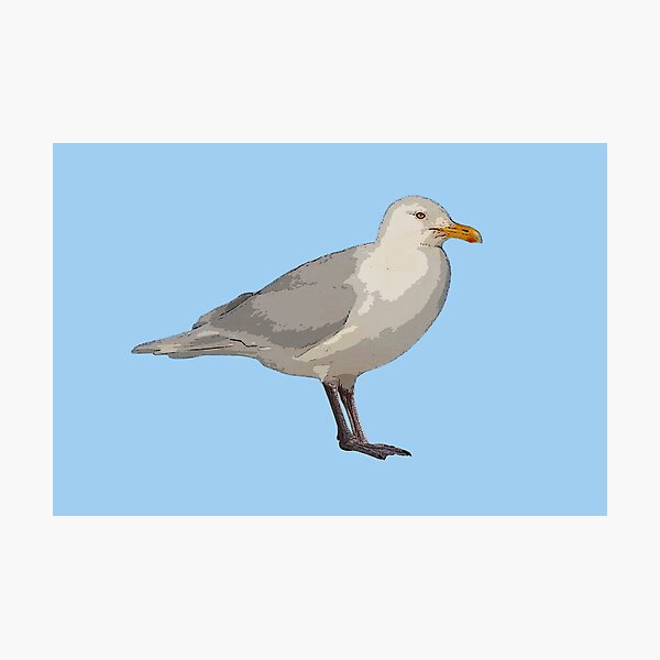 Item preview, Glaucous Gull Color Design  designed and sold by designsasstultd.