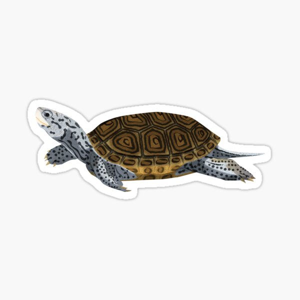Item preview, Diamondback Terrapin designed and sold by Rie-TortoTurtle.