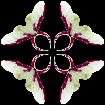 Artwork thumbnail, Abstract flower pattern by Meo Design