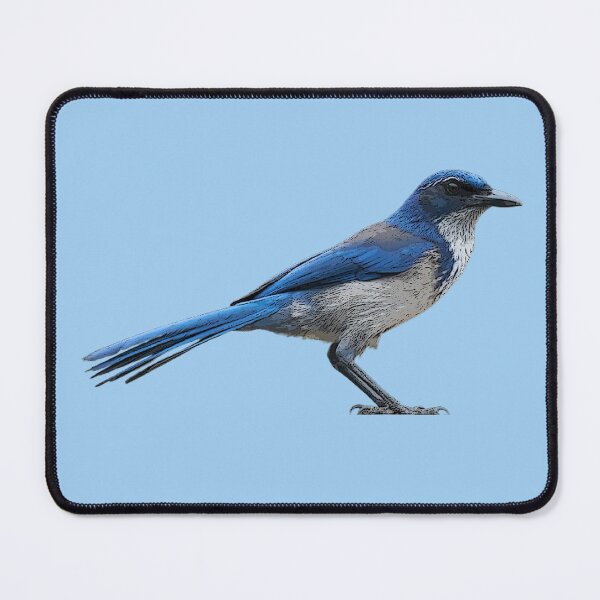 Item preview, Island Scrub Santa Cruz Jay Color Design  designed and sold by designsasstultd.