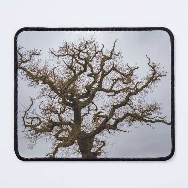 Item preview, Ancient Oak Tree in Winter designed and sold by ADCImages.