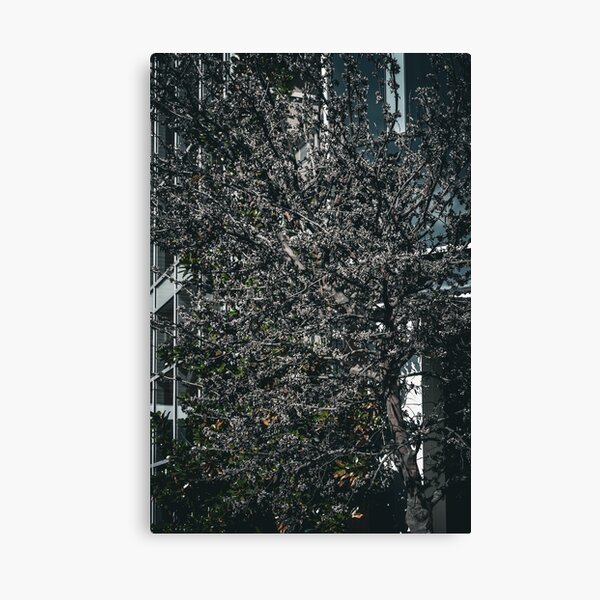 The Vision of Dark Trees Canvas Print