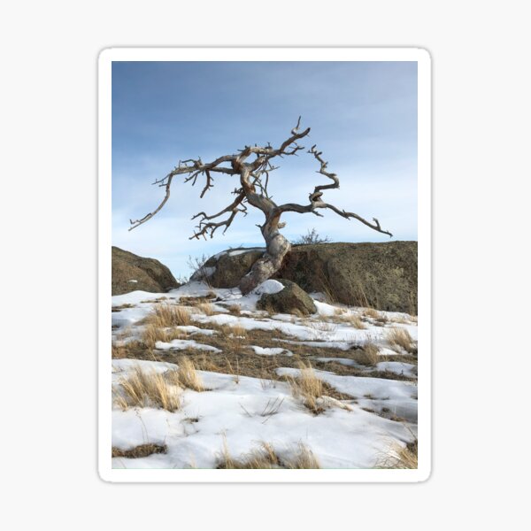 Item preview, Craggy Tree in Vedauwoo designed and sold by Mountain Westscapes.