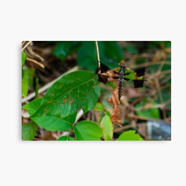 Transformation of the Dragonfly Canvas Print