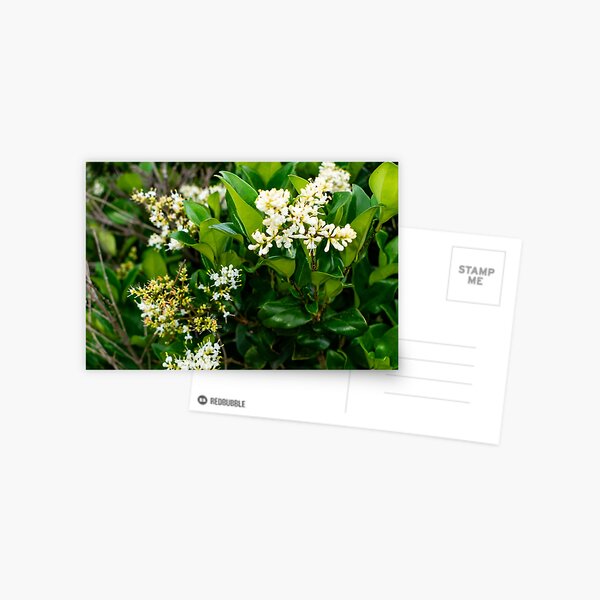 Blooming White Flowers Postcard