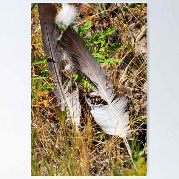 Ruffled Feathers Poster