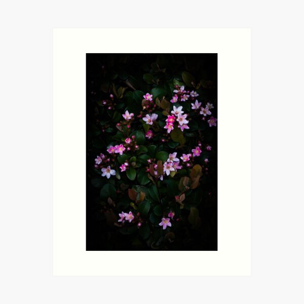 Dark Flowers - Pink love Art Print