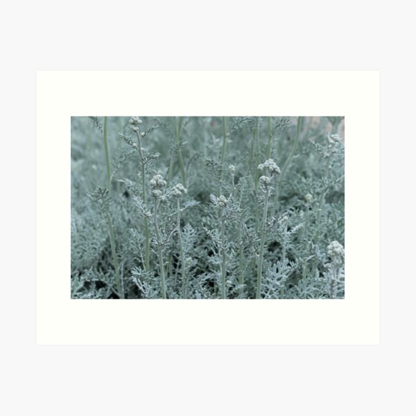 Field of dreams - Nature Collection Art Print